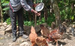 FORTALECIENDO LA SEGURIDAD ALIMENTARIA EN LA FRONTERA ENTRE HAITÍ Y REPÚBLICA DOMINICANA: UN MODELO DE INTERVENCIÓN PARTICIPATIVA
